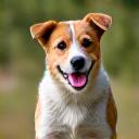 Adiestrador especializado en comportamiento animal positivo