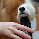 Groomer profesional de peluquería canina